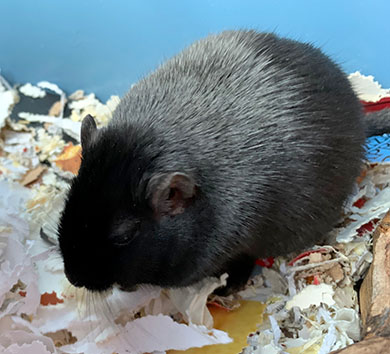 Our little black gerbil, Moomin