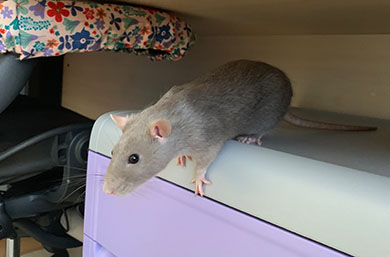 Our beautiful grey rat, Topaz, out and about