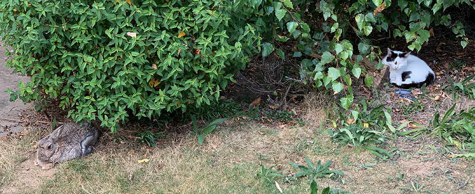 Our little bunny, Fern and Inkie the cat sleeping in the garden Our little bunny, Fern and Inkie the cat sleeping in the garden