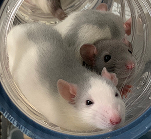 Three baby rats cuddled up in a tube Peppy (front) Bijou & Pashmina (behind)
