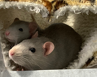 Mum rat, PomPom with her daughter Peanut Mum and daughter PomPom & Peanut
