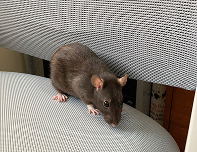 Our little rat, Sapphire sitting on an office chair