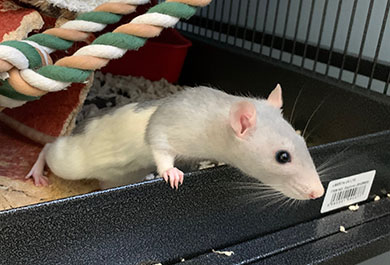 Our grey hooded rat, Pashmina