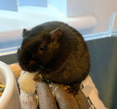 Our sweet gerbil Moomin enjoying some bread Moomin