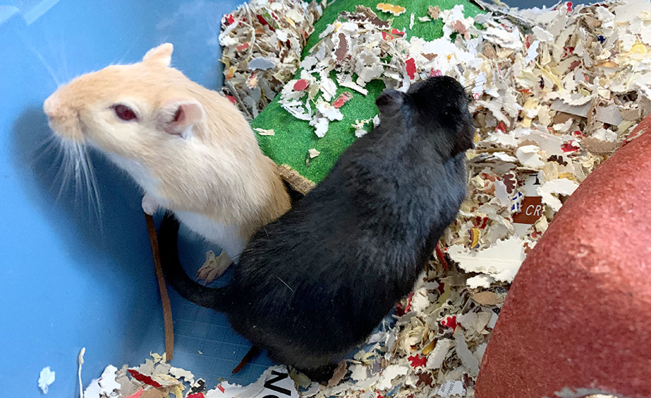 Our sweet gerbil brothers, Sunny and Moomin Sunny & Moomin