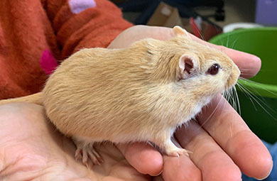 Our little gerbil, Sunny, sitting in my hand Sunny