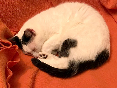 Our fluffy white cat Inkie curled up asleep