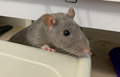 Our sweet rat Topaz