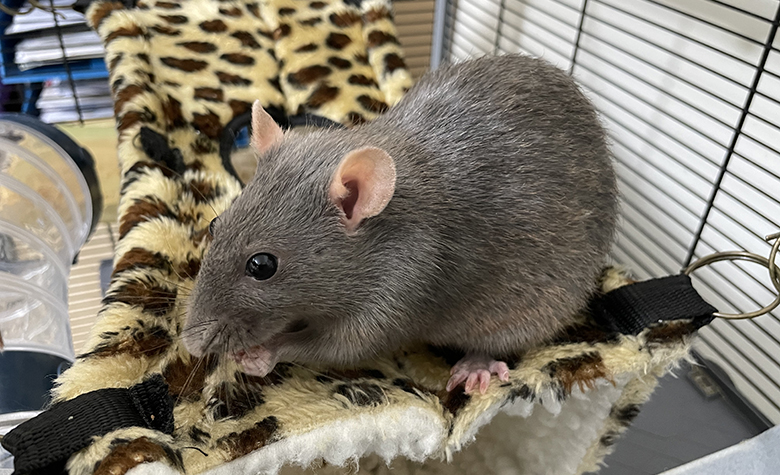 Our beautiful rat, Ruby