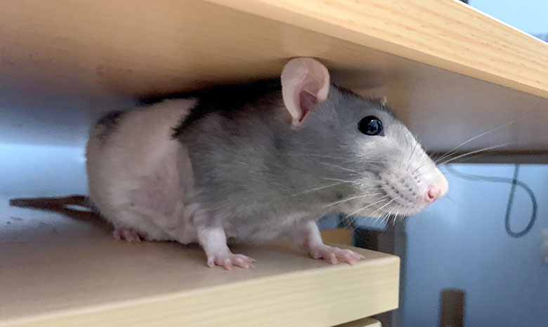 Our beautiful rat, Bella, showing off her post surgery bald patch.