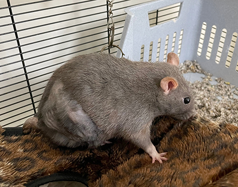 Our beautful rat, Opal, showing off her post surgery bald spot
