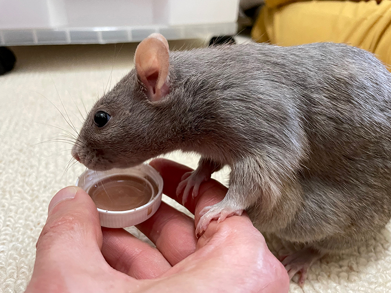 Our beautiful rat, Topaz enjoying some milkshake