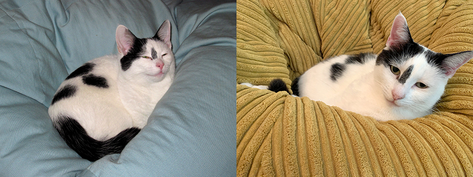 Inkie in my old bean bag (2010) and my luxury new one (2021)