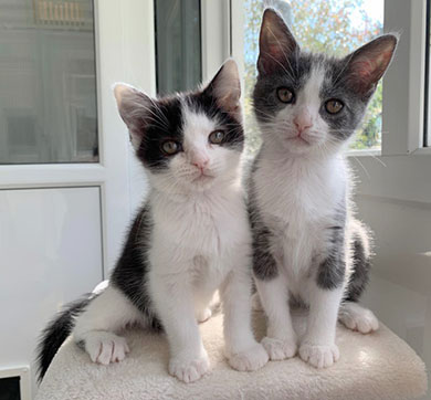 Rocket and Pebble in their RSPCA photo