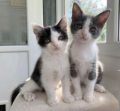 Kittens, Rocket and Pebble looking a bit sad Rocket and Pebble in their RSPCA photo