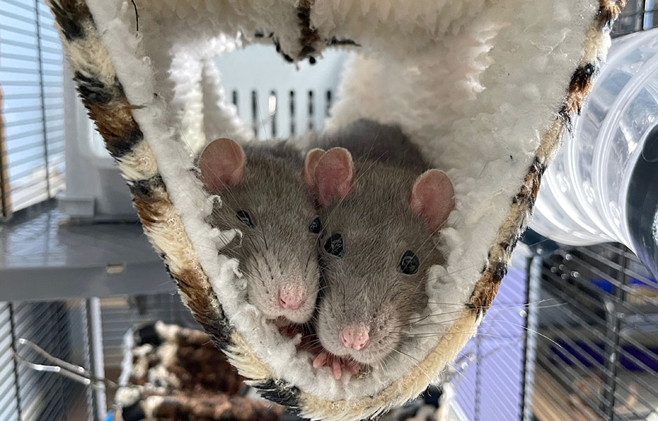My two old age rats, Opal and Ruby snuggled in their hammock