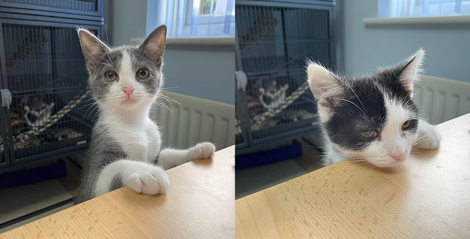 Our two kitten peering over the edge of a desk Pebble and her 'little' brother , Rocket, showing off their size difference