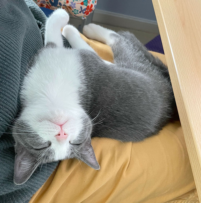 Our little kitten, Pebble, sitting on Derek's knee helping with the computer Pebble working hard