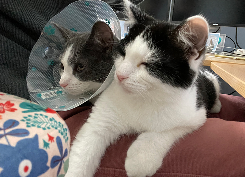 Rocket and Pebble having a post-op cuddle